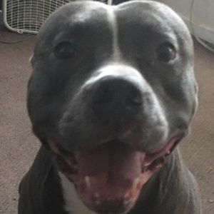 Meet your Posher, Troy